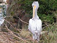 Pelican, Pelecanus onocrotalus, P. rufescens (ord Pelecaniformes) (fam Pelecanides) (Photo F. Mrugala) (10)